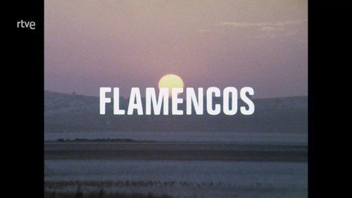 The Flamingos