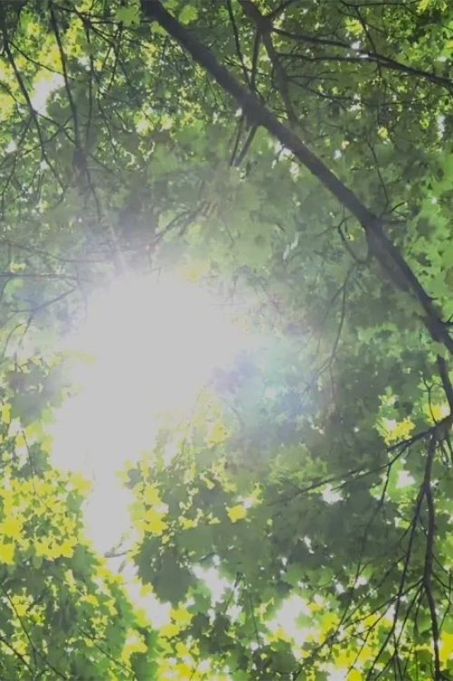 Dreams of Sunlight Through Trees Poster