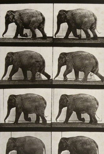 Elephant Walking