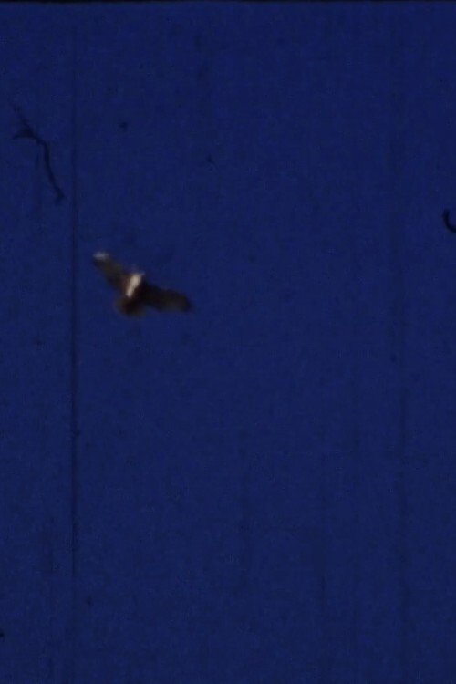 Flying Fish