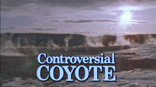 Controversial Coyote