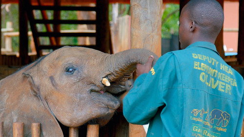 Elephant Rescue