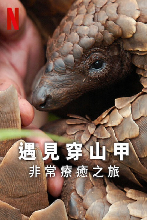 遇见穿山甲：非常疗愈之旅电影海报