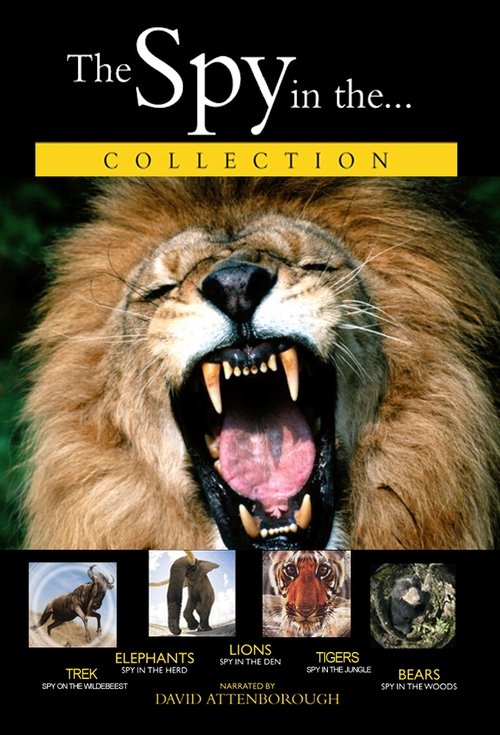 Lions: Spy in the Den Poster