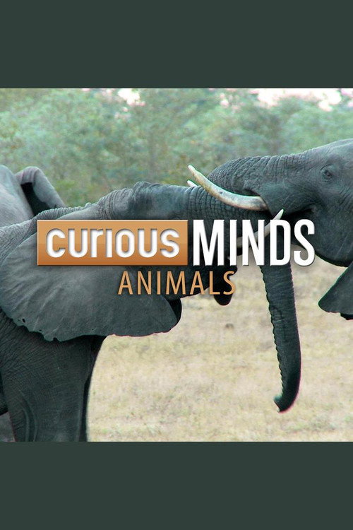 Curious Minds: Animals电影海报