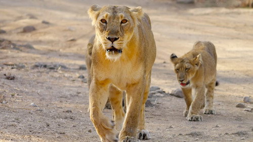 Wilds of India