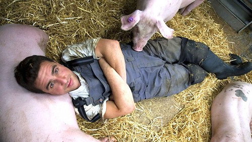 Pigs