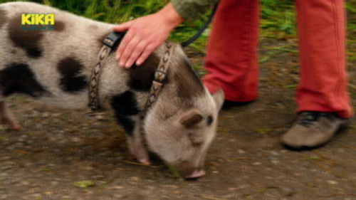 Schwein – Die superschlaue Mini-Sau