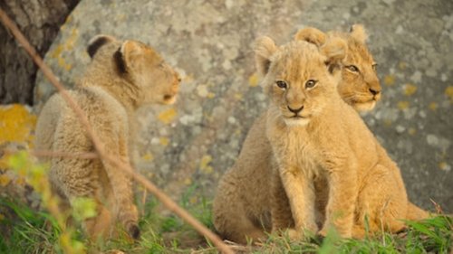 Wild Babies - 2. Bölüm