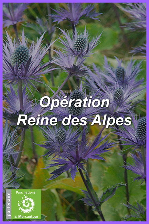 Opération Reine des Alpes