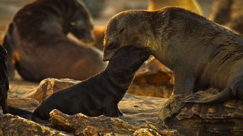 Earth at Night in Color - 5. Bölüm
