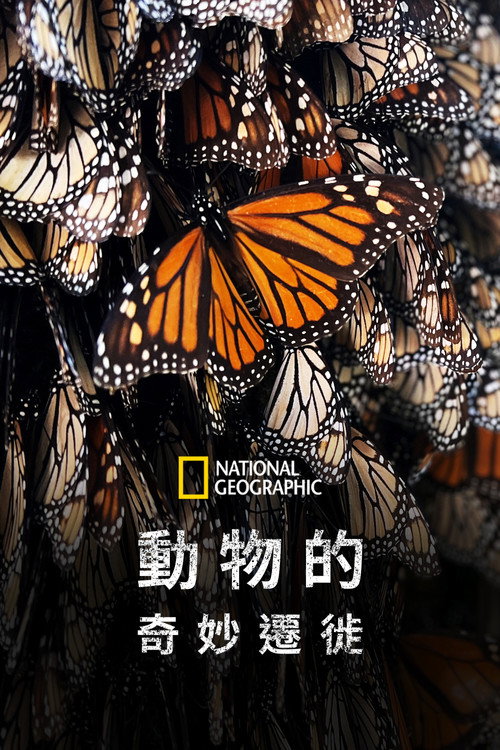 生灵奇旅电影海报