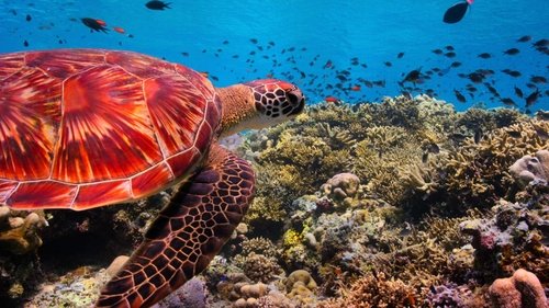 Gezegenimiz - Sığ Denizler