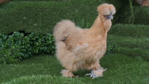 Game of Chicken