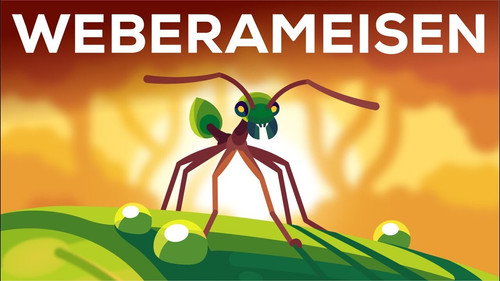 The Warrior Kingdoms of the Weaver Ant