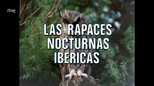 Iberian Nocturnal Raptors