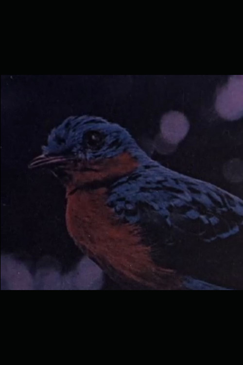 Retrato de Villa-Lobos Poster