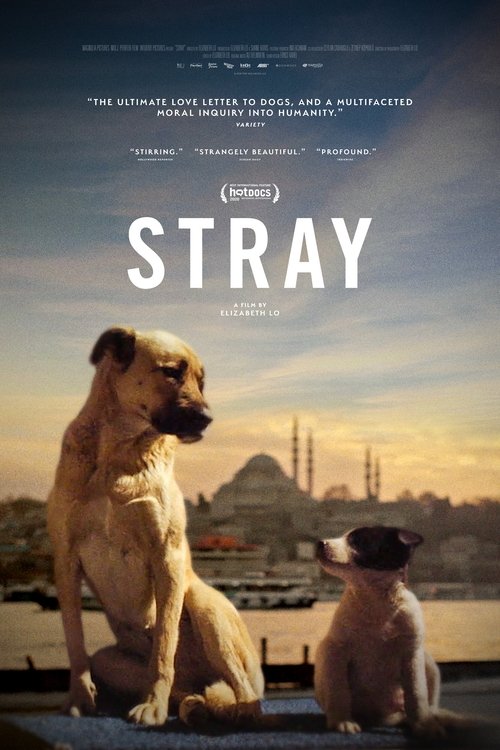 Stray [first_year]