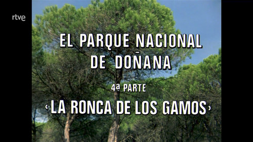Doñana National Park IV