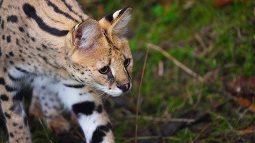 Serval fra beslag