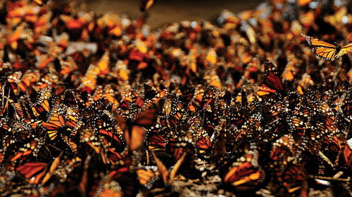 Monarch Amazing Journey