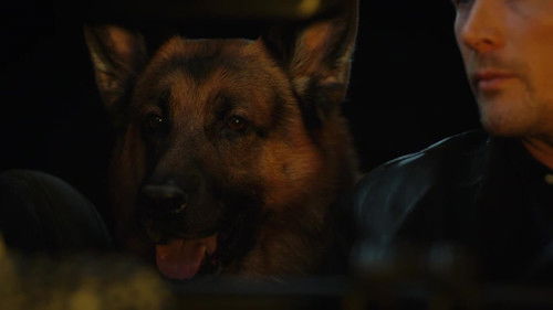 Hudson & Rex - 10. Bölüm