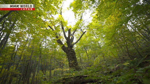 The Fabric of Life in a Forest: Shirakami-Sanchi