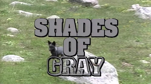 Shades of Gray