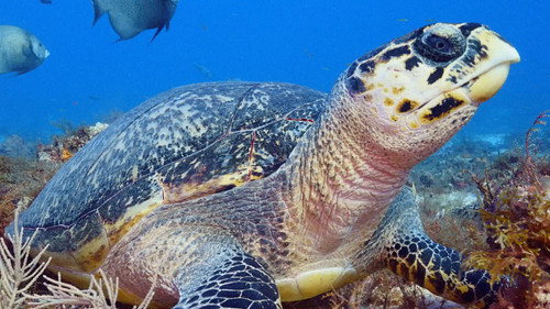 Cozumel