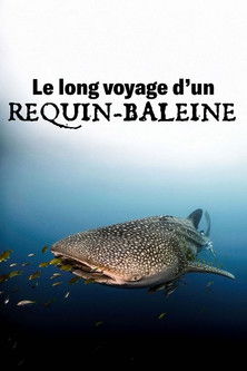 Le+long+voyage+d%27un+requin-baleine