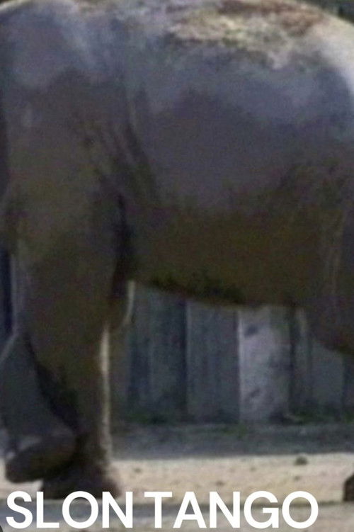 Slon Tango