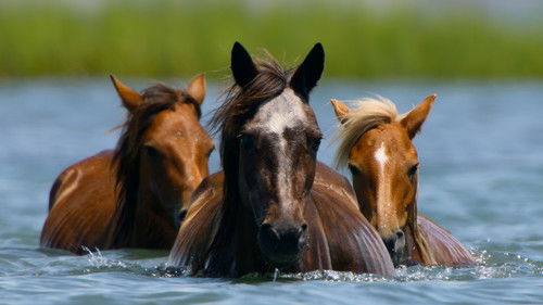 The Americas - Atlantik Kıyıları