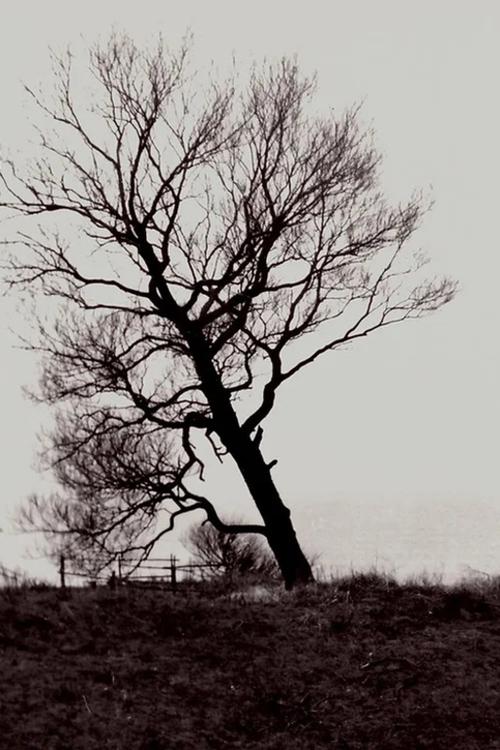 The Harrowed Coast Poster