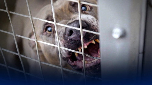 Dangerous Dogs: Is the Ban Working?