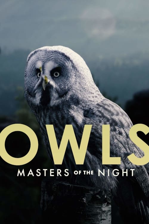 Owls%3A+Masters+of+the+Night