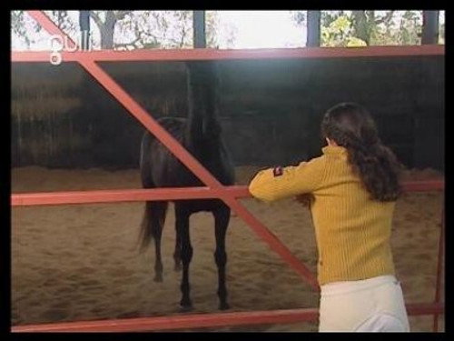 Foster Horse (1)