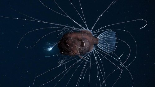 Gezegenimiz - Açık Denizler