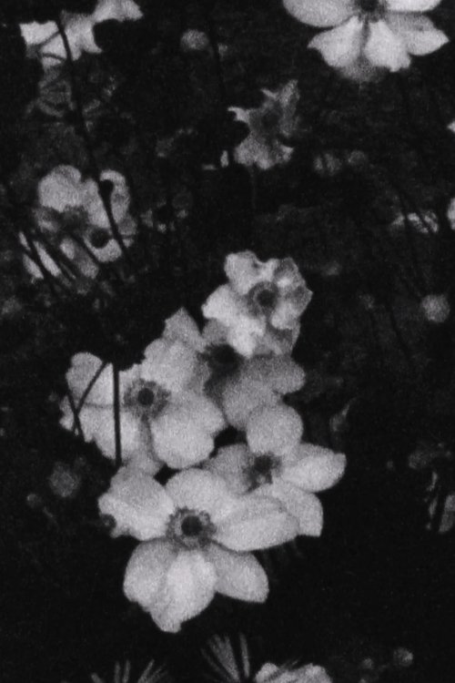 Für P. (Weiße Blumen)