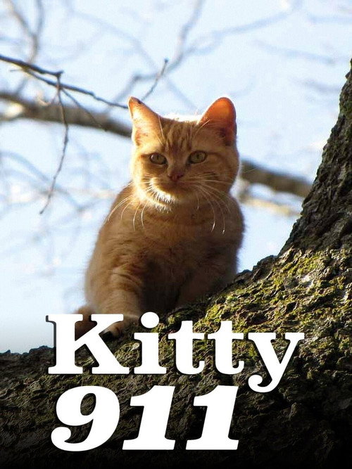 Kitty 911电影海报
