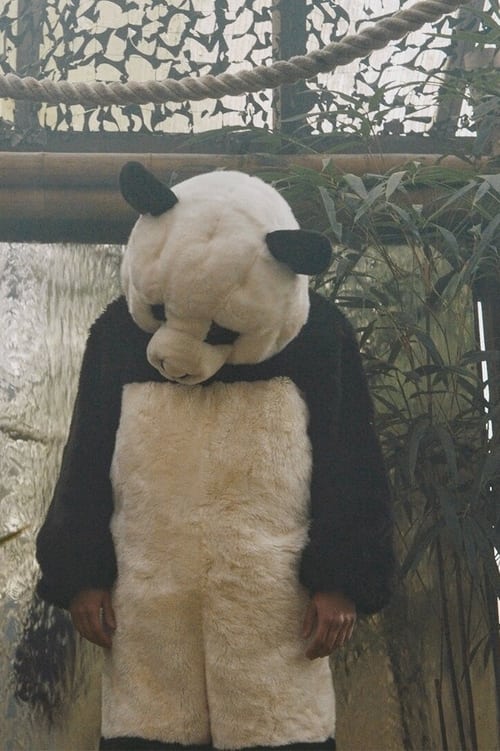Pandas+in+Love