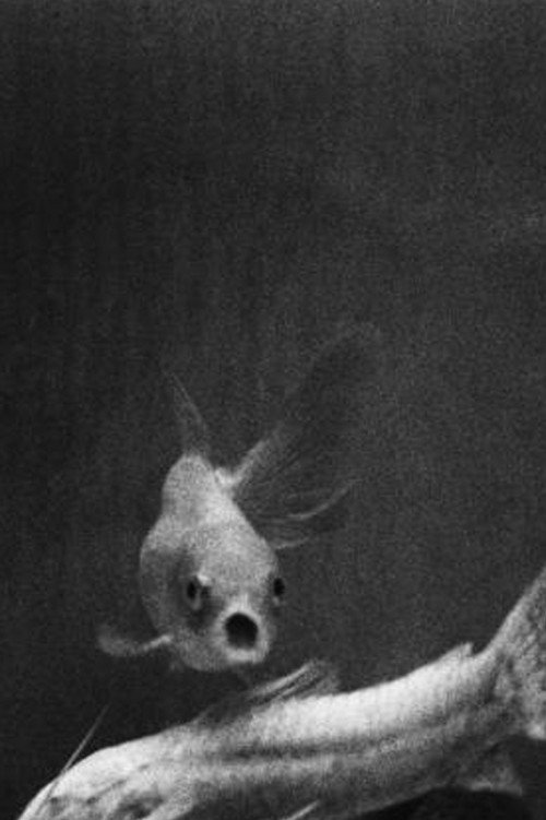 A Couple of Fish