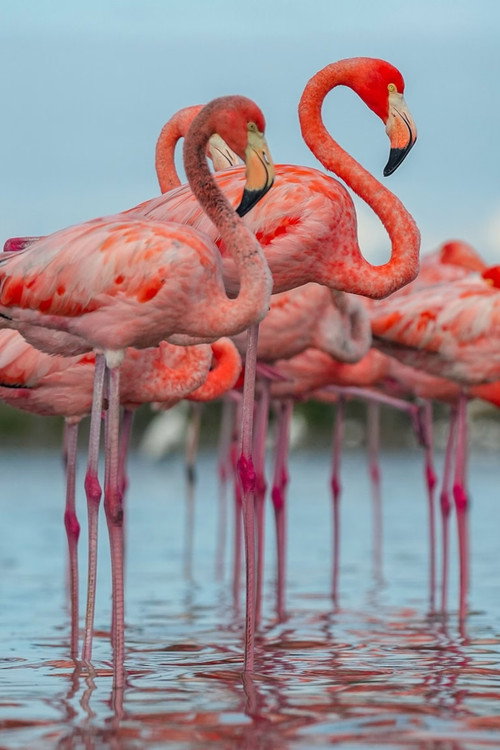 Do&ntilde;ana - Spain's Garden of Eden电影海报