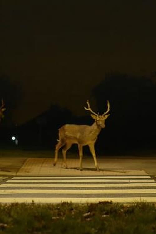 Canon: Urban Deer