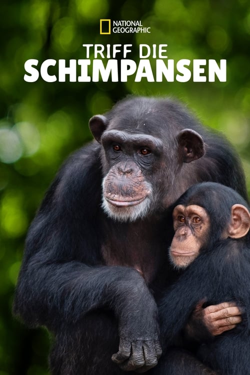 Triff die Schimpansen poster