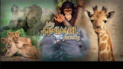 My Animal Family - Season 1 Backdrop Blur