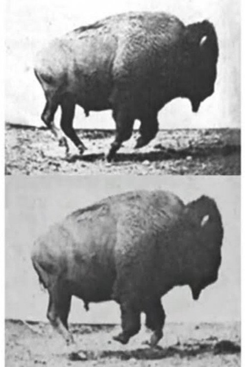 Buffalo Running