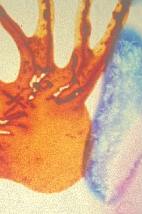 Hidden Hearts of Fish