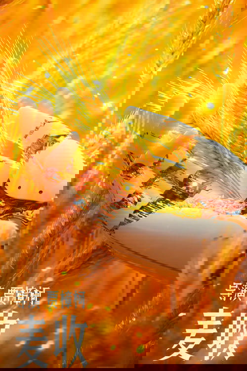 麦收