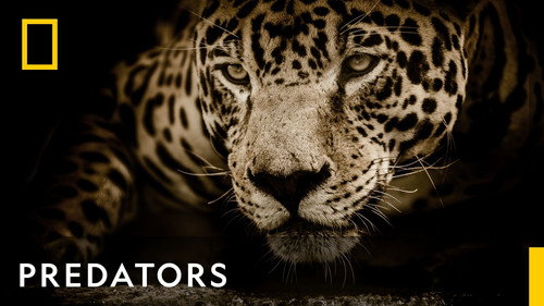 Predators - Season 1 Backdrop Blur