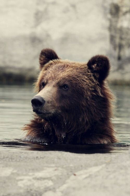 Seul au milieu des ours (2010)